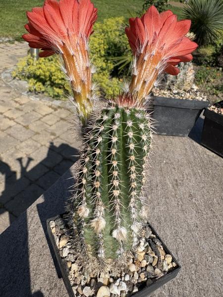 Echinocereus huitcholensis